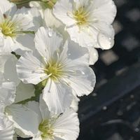 アレナリア,アレナリア,アレナリア,アレナリア,アレナリア ブリザードコンパクトの画像