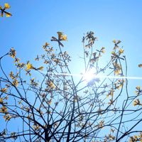 イペー,イペ,お花,そら,黄色の花の画像