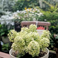 ウインティ ライムグリーン,ウインティ サクラ,花のある暮らし,WEEKEND FLOWER,サントリー フラワーズの画像