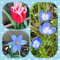 花壇の花たち,多肉植物,多肉大好き,花のある暮らし,GSのみなさんに感謝♡の画像