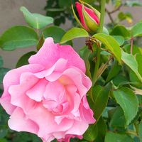 スパニッシュビューティー,ラナンキュラス　ラックス,花のある暮らし,GSに感謝。,花は癒やし♡の画像