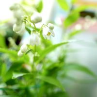 三日月ネックレス,ヒメウツギ,朧月(おぼろづき),ハオルシア属     ,ベランダの画像