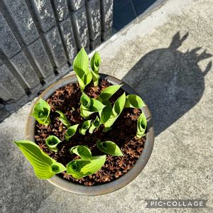 ギボウシ,ギボウシ,宿根草,ギボウシ（ホスタ）,擬宝珠の画像