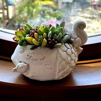 多肉植物,多肉の寄せ植え,多肉ギャザリング,ギャザリング寄せ植え,ギャザリングの画像