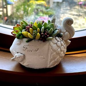 多肉植物,多肉の寄せ植え,多肉ギャザリング,ギャザリング寄せ植え,ギャザリングの画像
