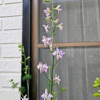 ラークスパー,ヘリクリサム,ヘリクリサム・ホワイトフェアリー,ラークスパー　かぐや姫,鉢植えの画像