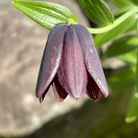 クロユリ,お花は癒し,花が好き❤,☆携帯撮影☆の画像
