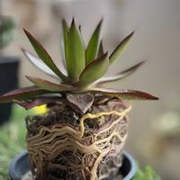 アガベ 楊貴妃,アガベ曙光,多肉植物,アガベ属,植え替え記録の画像