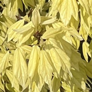 サトウカエデ,私のお気に入り,美しい葉,花友さんの庭,萌黄色の葉の画像