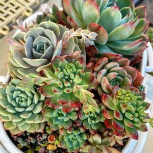 女雛,七福神,寄せ植え,多肉植物,可愛いの画像