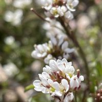 ネコヤナギ,タネツケバナ,猫柳(ねこやなぎ),種漬花（たねつけばな）,二年草の画像