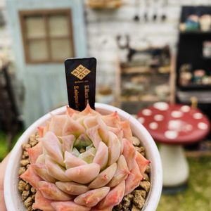 ブラックサバスxエレガンスラパス,多肉植物,エケベリア属,もりもり多肉,多肉ガーデンの画像