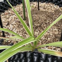 寄せ植え,シンボルツリー,駐車場,玄関アプローチの画像