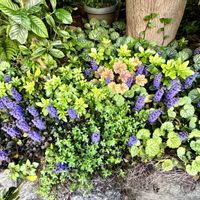 アジュガ,タイム,ミント,ミント,ローズマリーの画像