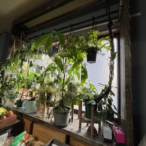植物棚,植物棚DIY,小さなものを大きく育てる,リビング・ダイニングの画像