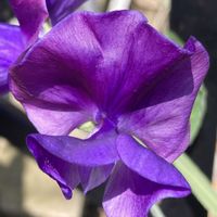 スイートピー,スイートピー,公園,鉢植え,花壇の画像