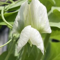 スナップエンドウ,スナップエンドウ,鉢植え,花壇,ガーデニングの画像