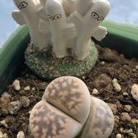 ボロニア,リトープス,リトープス,ベニバナトキワマンサク,キクモモの画像