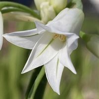 アリウム,アリウム,アリウム トリケトラム,アリウム トリケトラム,鉢植えの画像