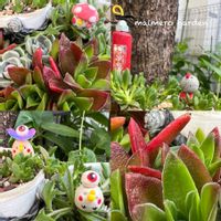 白牡丹,火祭り,ドルフィンネックレス,スーパーバン,アエオニウム　カナリヤの画像