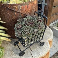 センペルビウム,多肉植物,100均,モスローズの画像