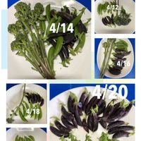 スナップエンドウ,パープルスナップ 藤姫,水耕栽培,種から,無農薬野菜の画像