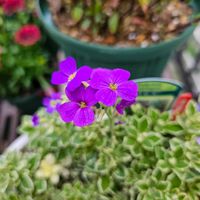 オーブリエチア,オダマキ,オーブリエチア　ラピス,西洋オダマキ・ボルドーバロー,鉢植えの画像
