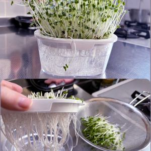 ブロッコリースプラウト,水耕栽培,家庭菜園の画像