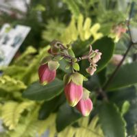 カランコエ,カランコエの花,カランコエウェンディ,カランコエ属,植物のある暮らしの画像