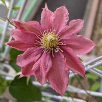 クレマチス,ガーデニング大好き,玄関アプローチ,庭の画像