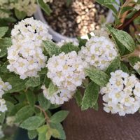 コデマリ,小手毬,コデマリ ピンクアイス,斑入りコデマリ,エゴマの画像