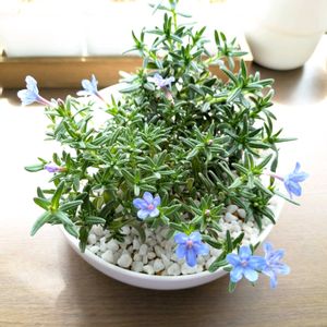 ホタルカズラ,リソドラ・スター,深山ホタルカズラ,セリア,室内の画像