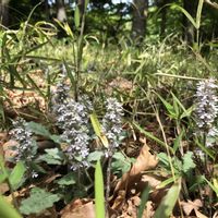 ジュウニヒトエ,理想会記念自然公園の画像