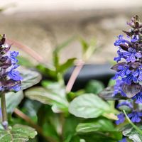 アジュガ,エバーフレッシュ,ツリガネスイセン,ヒメフウロ,今日のお花の画像