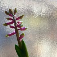 ヒヤシンス,水耕栽培,ピンクの花の画像