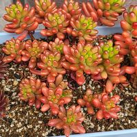 虹の玉,虹の玉の葉挿し,多肉植物,セダム属,多肉植物葉挿しの画像
