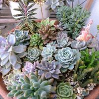 銀揃,幸来花,多肉植物,クラッスラ属,春が来た❣️の画像