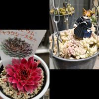 姫秀麗錦,ギャラクシースター,ぼん・姫秀麗錦,ぼん・ギャラクシースター,多肉植物の画像