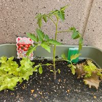 ミニトマト,サニーレタス,サニーレタス,ミニトマト ピンキー,プランターの画像