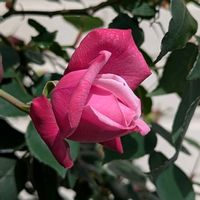 バラ,ミヤコワスレ,モッコウバラ,ピンクスズラン,つるバラの画像