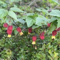 アブチロン,赤い花,地植え,開花,犬とお散歩の画像