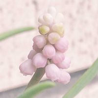ムスカリ,ムスカリ　ピンクサンライズ,お花,玄関の画像