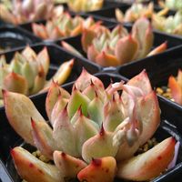 多肉植物,リメイク鉢,実生苗,コンクリート鉢,キュンキュン♡の画像