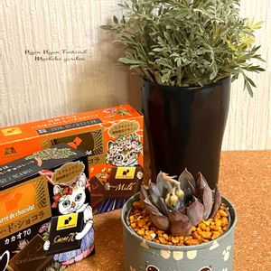 モクビャッコウ,モクビャッコウ,ダークアイス,ダークアイス,多肉の花芽の画像
