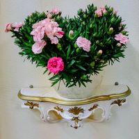 カーネーション,ハンキング,サイヤぶるの画像