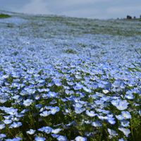 ネモフィラ,ひたち海浜公園,国営ひたち海浜公園,空仲間の画像