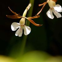 エビネ,ナデシコ,日本スズラン,えびね,斑入りあまどころの画像