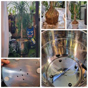 とっくりラン　ポニーテール,インテリアグリーン,大型観葉植物,観葉植物のある暮らし,観葉植物好きの画像