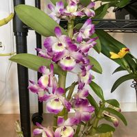 寄せ植え,アナナス,クスダマ ツメグサ,デンドロ ビュウムの画像