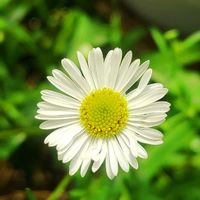 エリゲロン,こまりねこ エリゲロンの画像